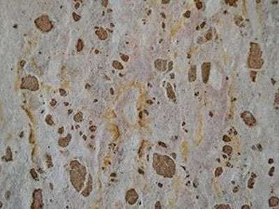 Panther Beige Marble